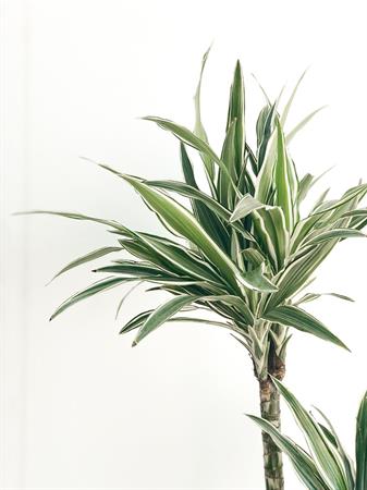Dracaena Deremensis