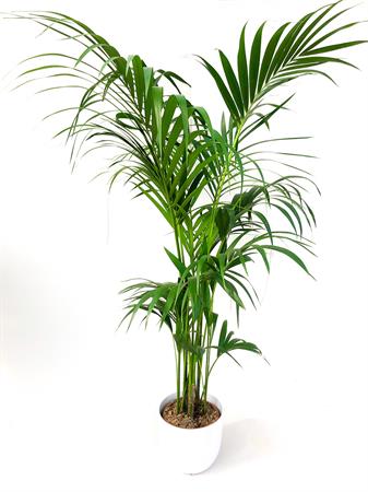 Kenzia gigante palma da interno
