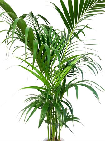 Kenzia gigante palma da interno