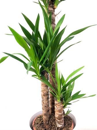 Yucca grande tre rami