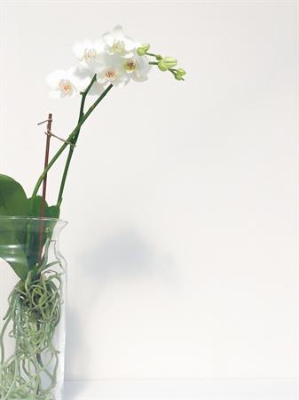 Orchidea pianta in acqua