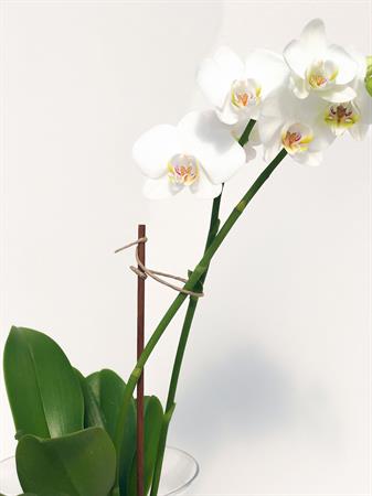 Orchidea pianta in acqua