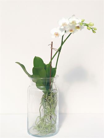 Orchidea pianta in acqua