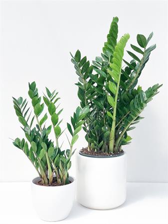 Zamia set 2 pianta ZZ