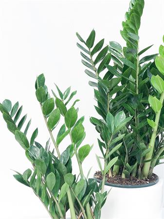 Zamia set 2 pianta ZZ