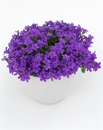 Campanula pianta fiori viola a campanella