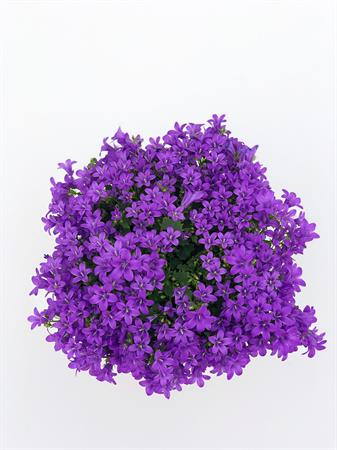 Campanula pianta fiori viola a campanella