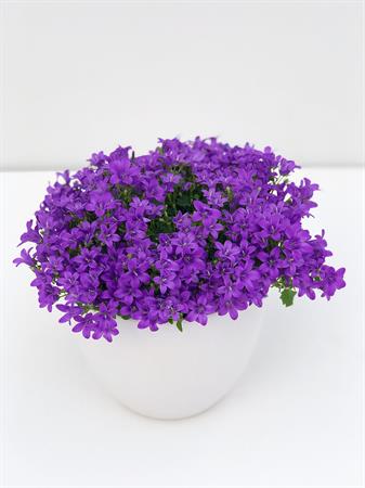 Campanula pianta fiori viola a campanella