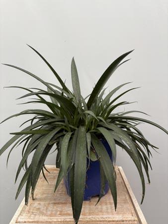 Agave pianta scenografica da esterno