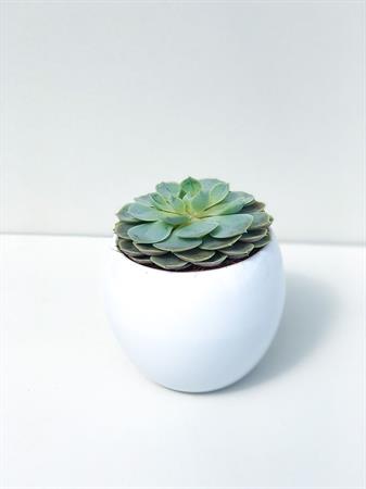 Echeveria pianta grassa che sembra un fiore