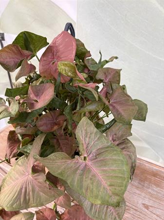 Syngonium basket variegato rosa