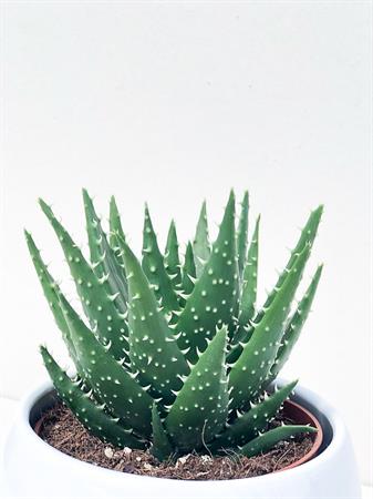 Aloe Humilis a rosetta