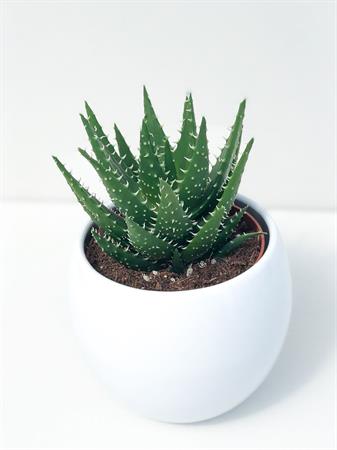 Aloe Humilis a rosetta