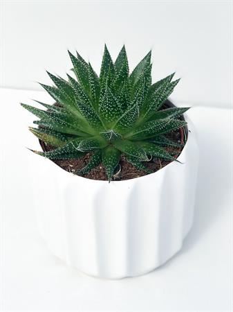 Aloe Cosmo Rocks geometrica