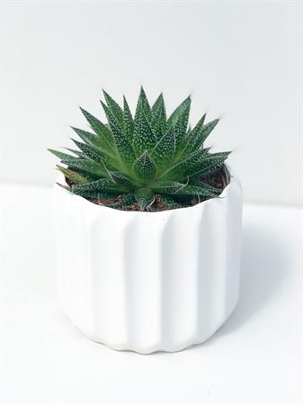 Aloe Cosmo Rocks geometrica