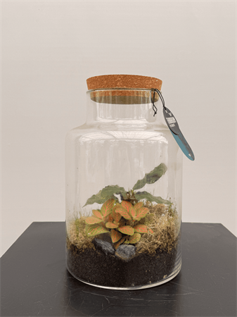 Terrarium medio