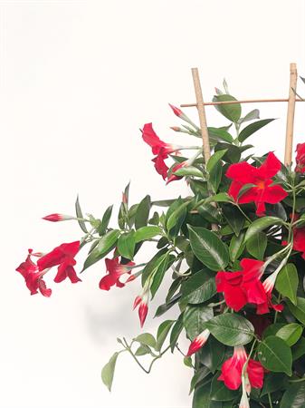 Dipladenia spalliera rossa