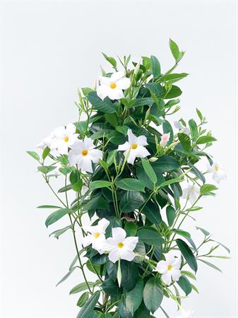 Dipladenia piramide bianca