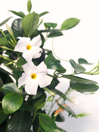 Dipladenia spalliera bianca
