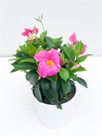 Dipladenia rosa