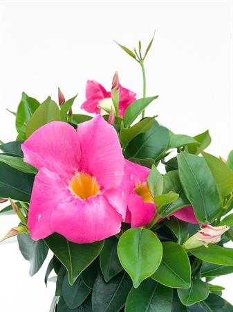 Dipladenia rosa
