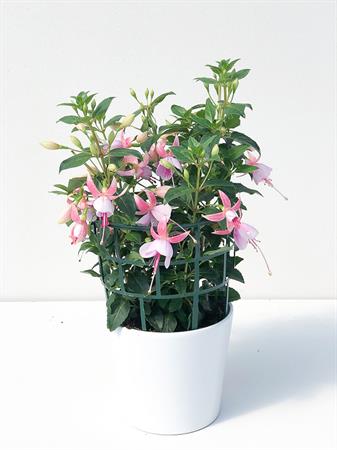 Fucsia rosa
