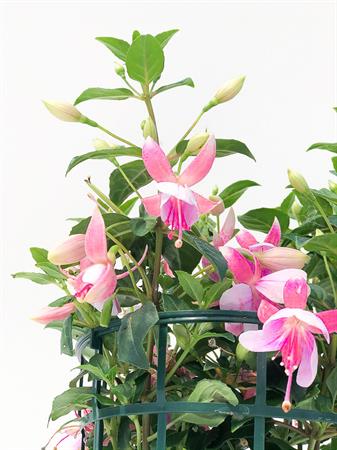 Fucsia rosa
