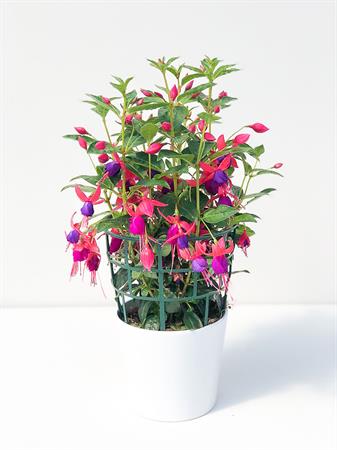 Fucsia viola