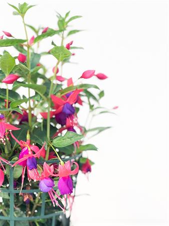 Fucsia viola