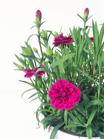 Garofanino fucsia