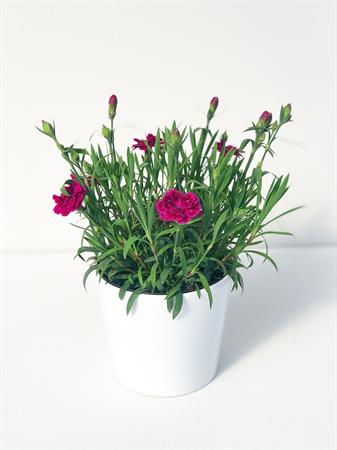 Garofanino fucsia
