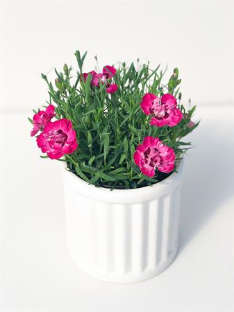 Garofanino rosa