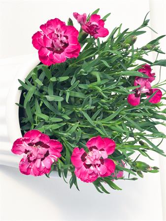 Garofanino rosa