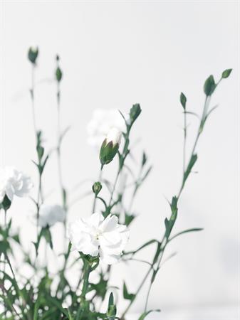 Garofanino bianco