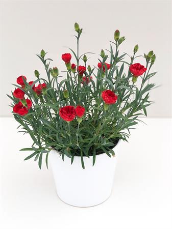 Garofanino rosso