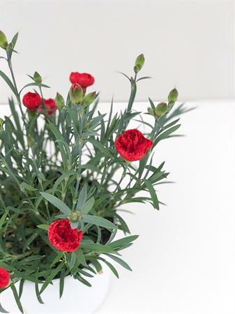Garofanino rosso