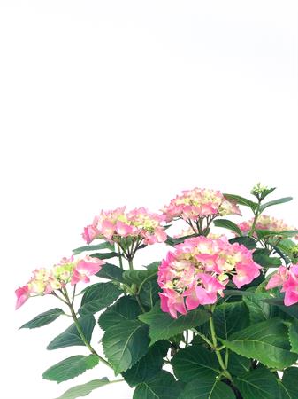 Ortensia rosa pianta fiorita