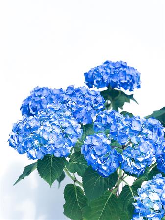 Ortensia blu pianta fiori grandi