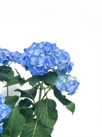 Ortensia blu pianta fiori grandi