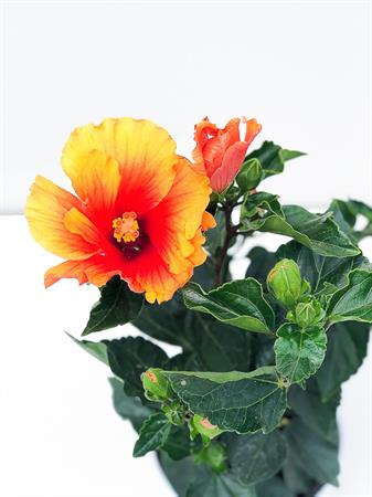 Hibiscus arancione