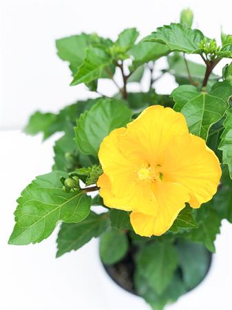 Hibiscus giallo