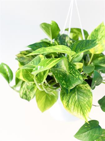 Pothos pianta ricadente in basket