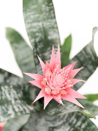 Aechmea bromelia rosa da interno