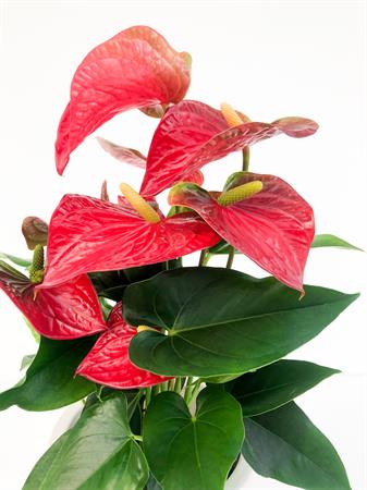 Anthurium rosso pianta fiorita interno
