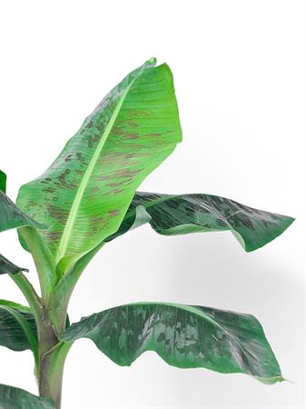 Banano pianta tropicale da interno