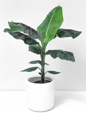 Banano pianta tropicale da interno