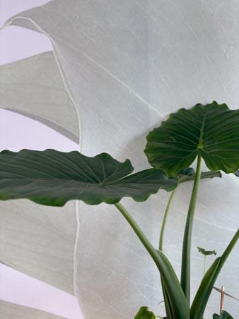 Alocasia pianta orecchie di elefante