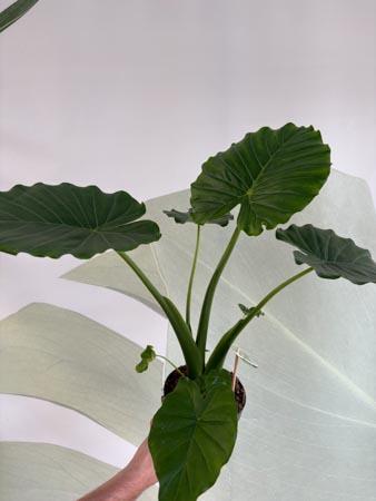 Alocasia pianta orecchie di elefante