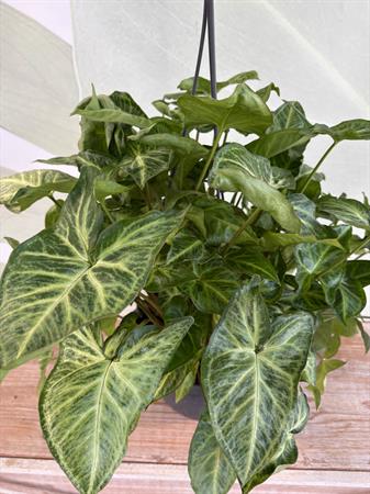 Syngonium basket variegato verde