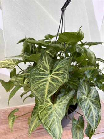 Syngonium basket variegato verde